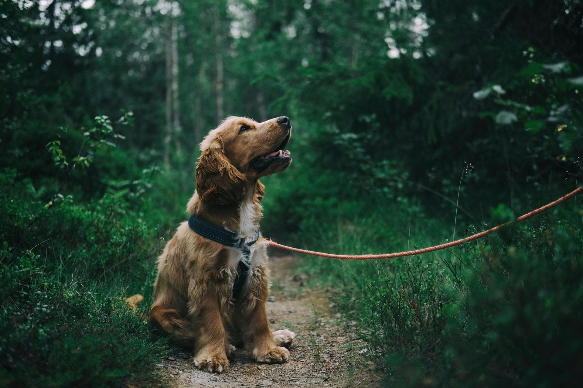 Cocker spaniel on lead in forest